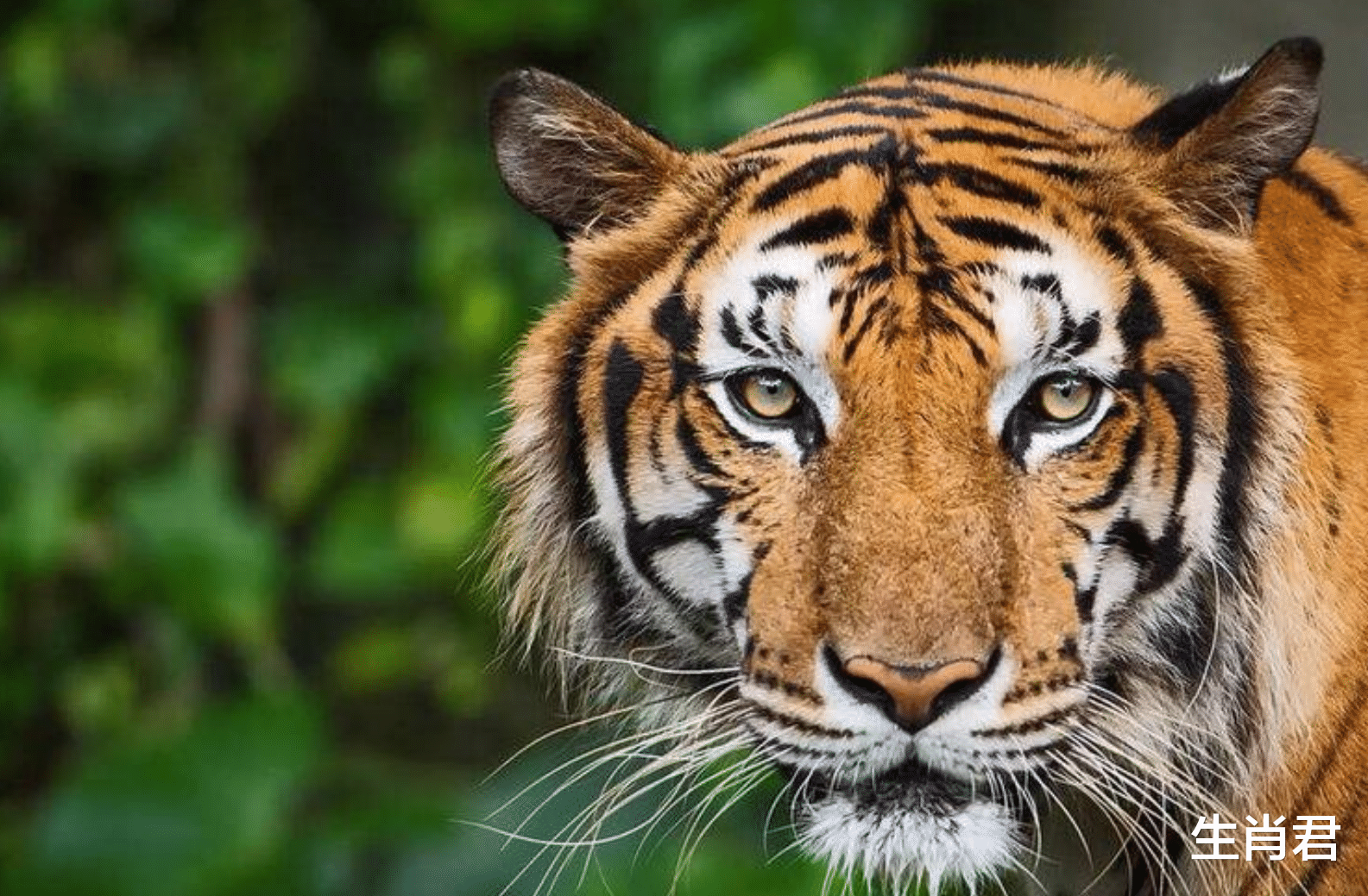 霉运|接下来的日子里，属虎人霉运一扫而空，搭载成功顺风车完美逆袭