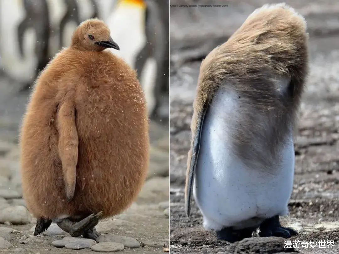 漫游奇妙世界|30张活久见的照片，羚羊决斗同归于尽，巨型鱿鱼的嘴巴…涨姿势了!