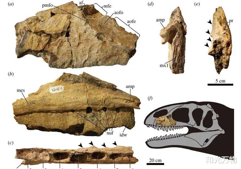 和光万物|中生代鲨齿龙恐龙,锯齿状牙齿、长达8米,曾与霸王龙分庭抗礼!