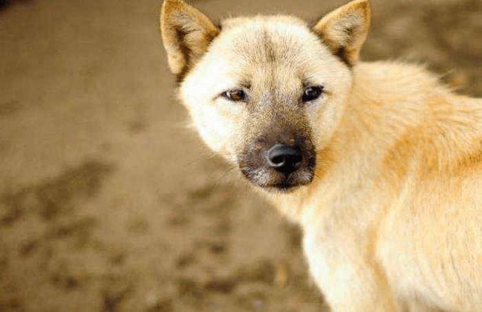 芷兰小时光|狗子就是这样把你从主人变成佣人的，希望你不会如此幸运