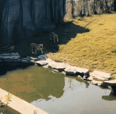 动物庄园|外国网友：“我买了一条挂画，大家帮我看看上面写的是什么意思呀？”