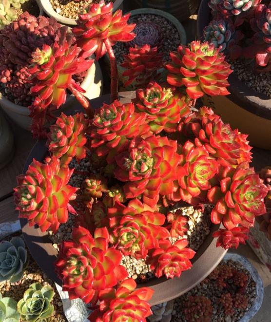 植萌|蒂亚多肉能不能红起来，就看这个秋天了