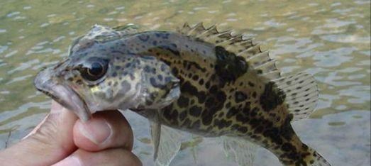 深水区|湖南一男子野钓收获“鳜鱼王”，20多斤重比煤气罐高，网友：放生