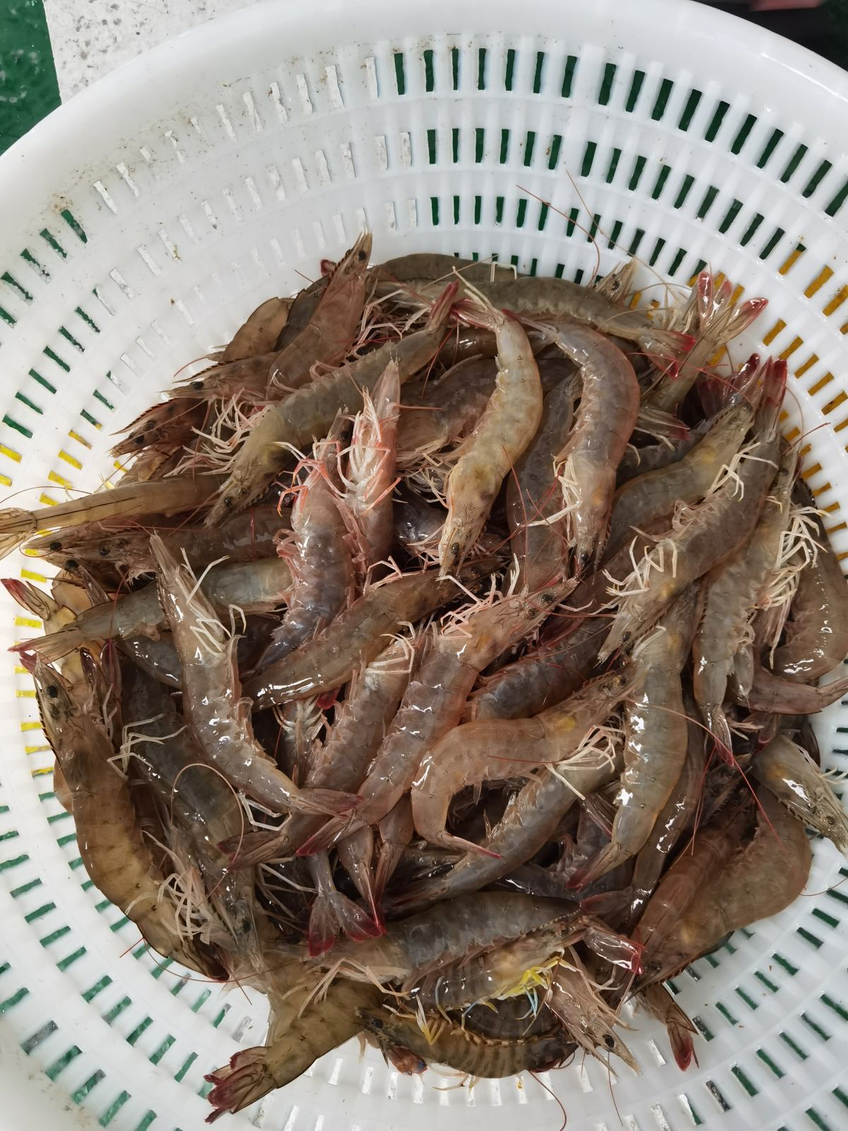 螃蟹|5種食物，秋冬別貪吃，胃疼可夠難受的