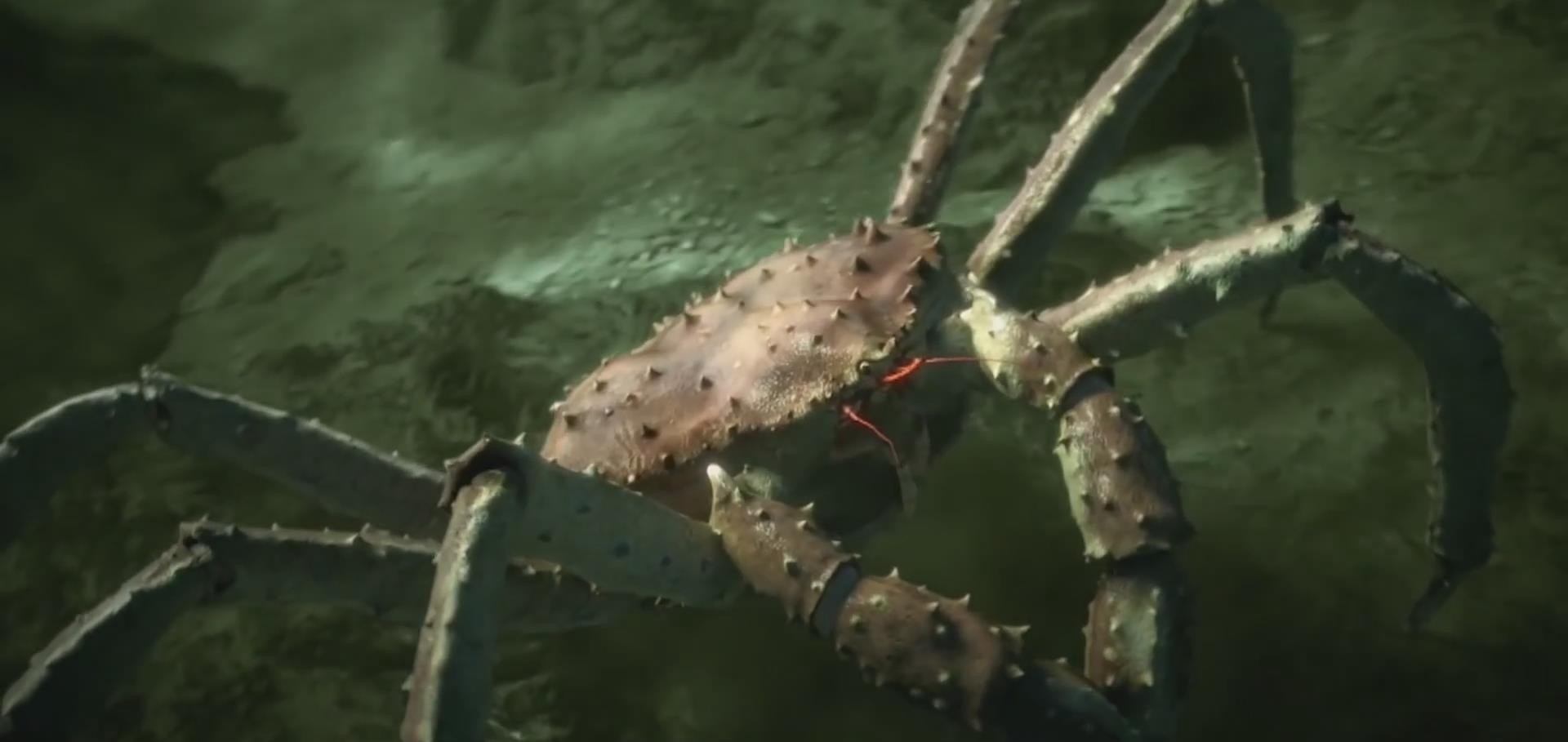 能活到100岁的蜘蛛蟹腿长2米，永不衰老的基因，有帝王蟹两倍大