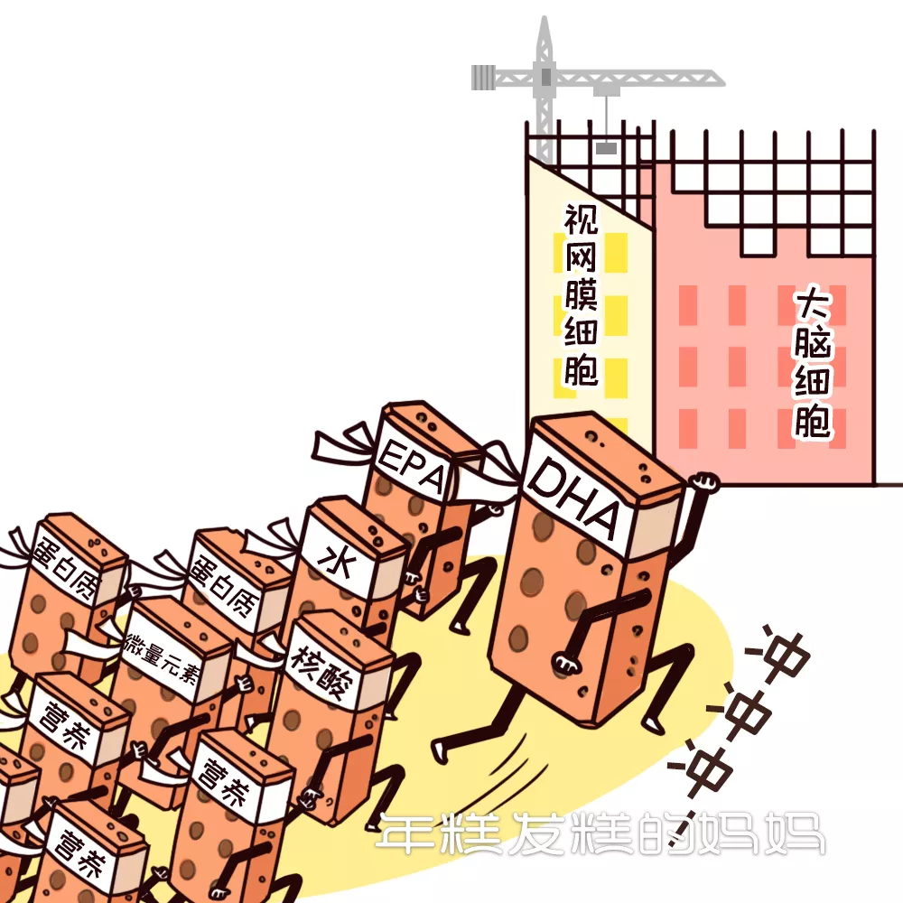 婴幼儿常识|国药育儿知识：这种营养对宝宝大脑发育有好处，家长都知道却不会补！