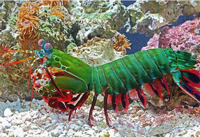 海蛇 堪比李小龙的皮皮虾,一拳力量是普通成年人的三倍,4亿年不进化