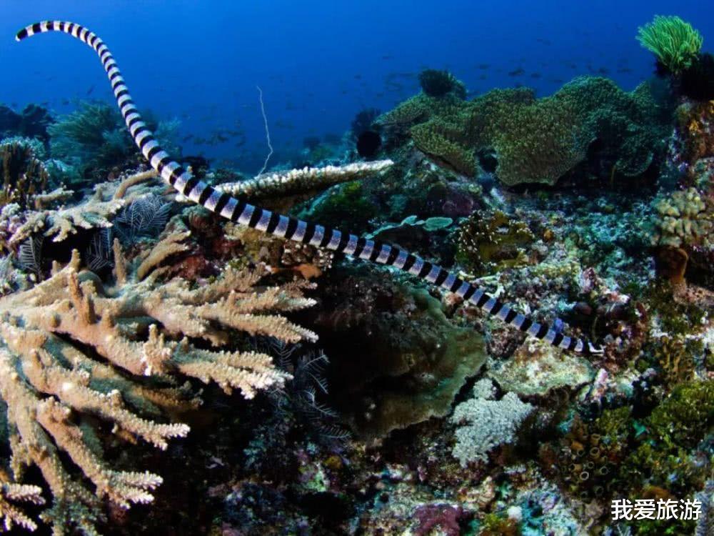 海蛇 海蛇误以为潜水员是潜在的伴侣