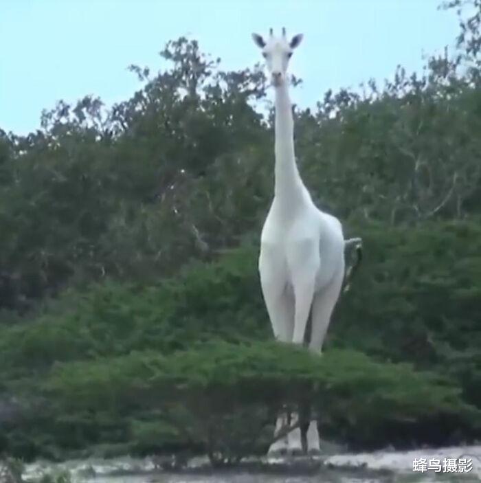 北极 35张罕见的生物照片：图3老鼠是用金丝做的吗？猫都下不去嘴