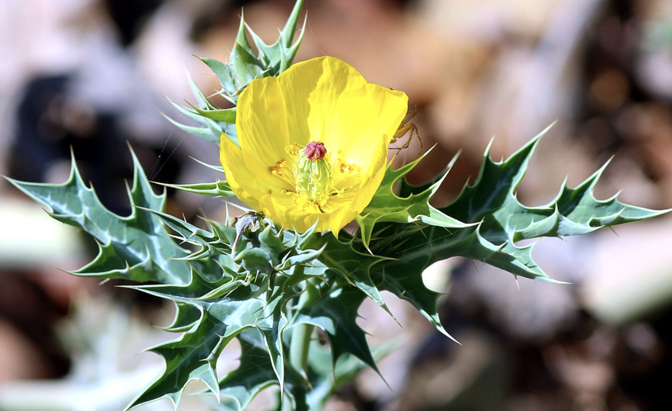 生肖夜梦|8月，蓦然回首，别来无恙，3生肖再遇旧情人，心中挂念，有增无减