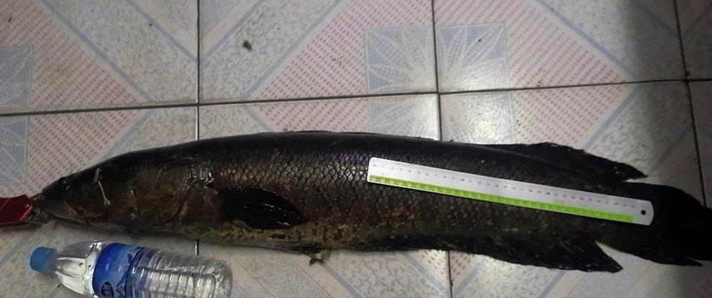 蟒蛇|广东钓鱼人钓起罕见“老黑鱼”,钓鱼人:老婆不敢杀,说像蟒蛇