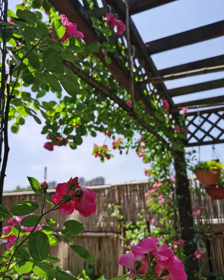 因为这个50㎡露台，买了这套房子，历时7年DIY打造成花园，太美了