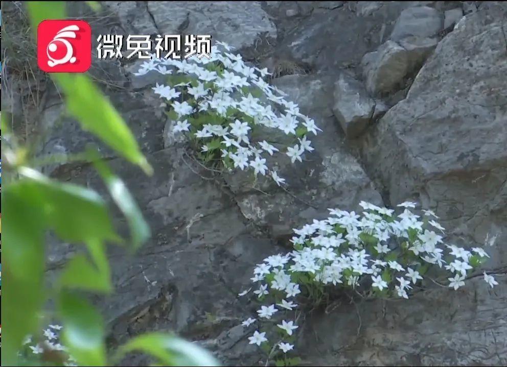 男子花100元买盆花，警察半夜找上门，结果悲剧了