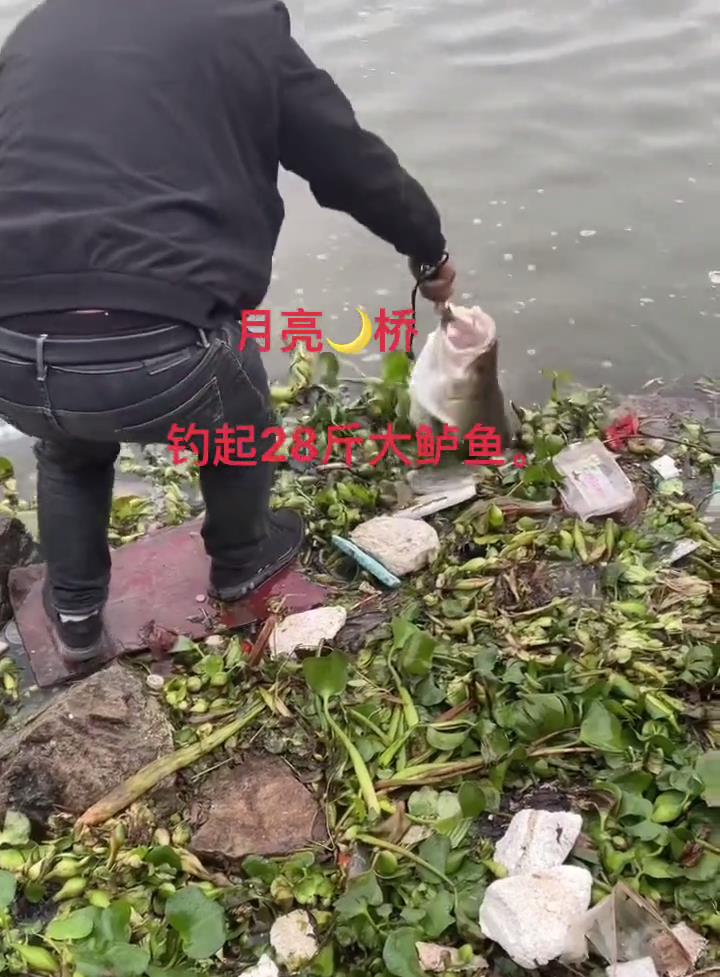 浙江省|浙江钓鱼人钓起“28斤巨鲈”，附近钓鱼人：至少1000块到手了