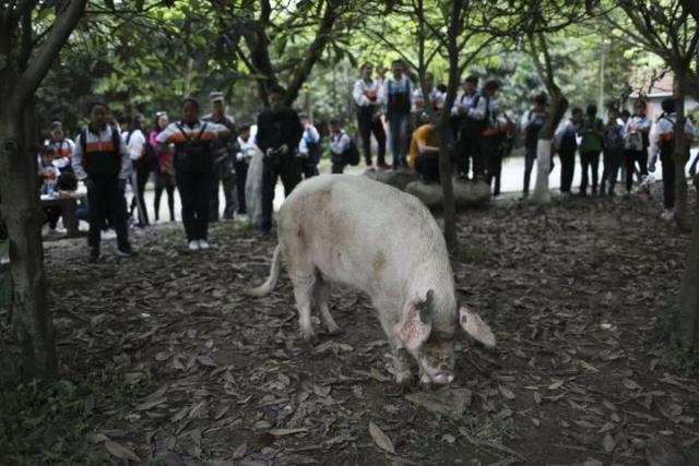 科学菌带你看世界 猪坚强挺过第13个512，寿命相当于人类100岁，汶川地震后逆天改命