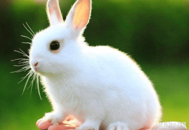 属兔|战胜眼前困境，属兔人在职场中取得耀眼好成绩，事业节节高升