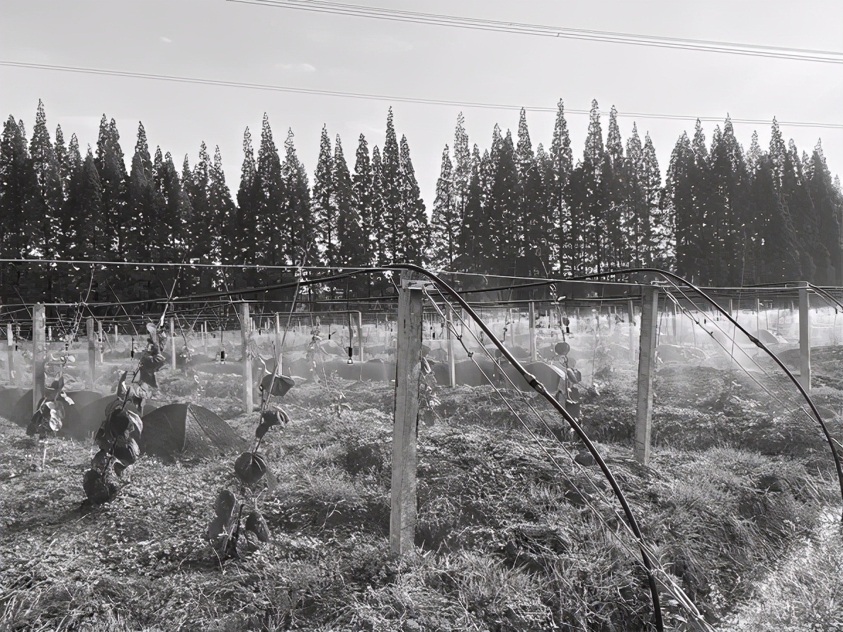 吉山花瑶三农 陕南坡地猕猴桃科学规划与规范栽植管理