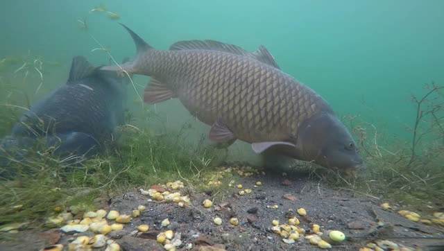 邯郸|水库垂钓总没渔获，这些技巧试一试，想要空军都难