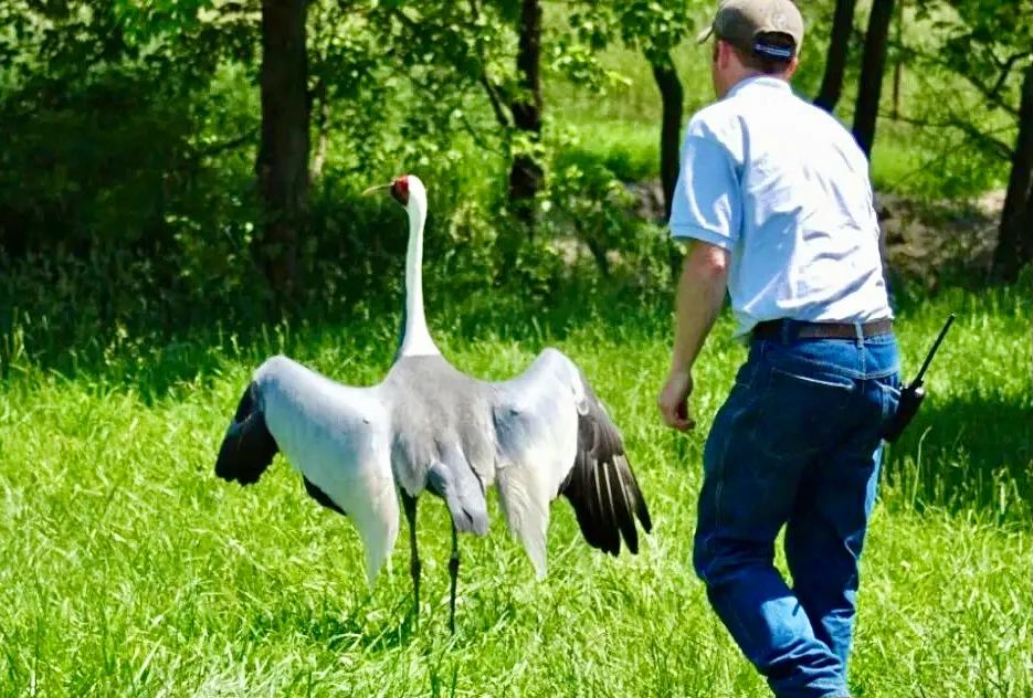 章鱼 一段奇特的“人兽恋”攫取了很多人的眼球