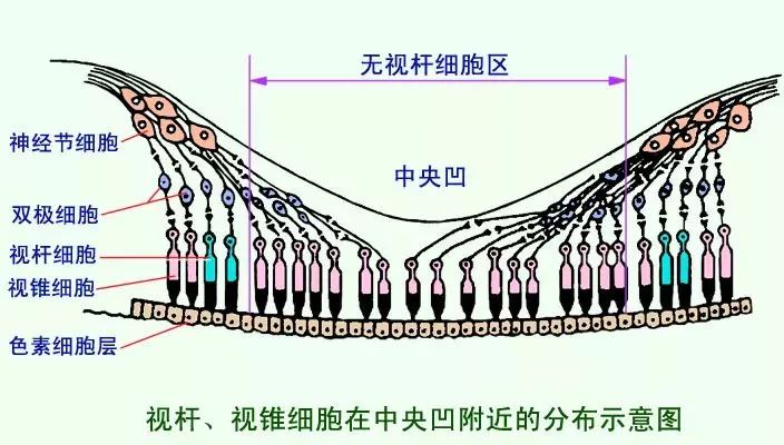 人类的眼睛对应的像素是多少?700万还是5.76亿?结果超过预想