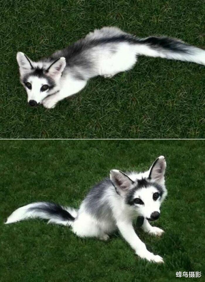 北极 35张罕见的生物照片：图3老鼠是用金丝做的吗？猫都下不去嘴