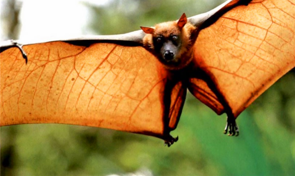  “毒王”蝙蝠：地球上唯一会飞的哺乳动物，为何喜欢倒挂着睡觉？