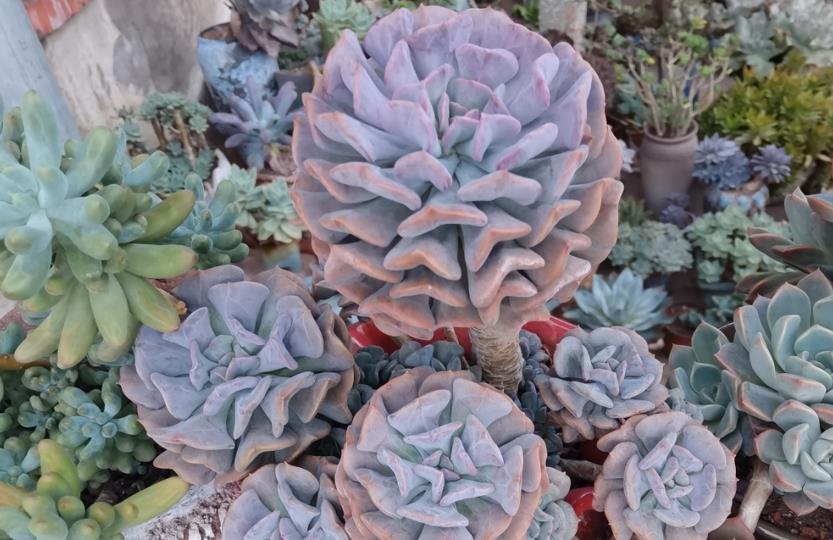 续约紫罗兰|这8种多肉本身不容易褪色,秋天太阳稍稍晒一下还能变得更美