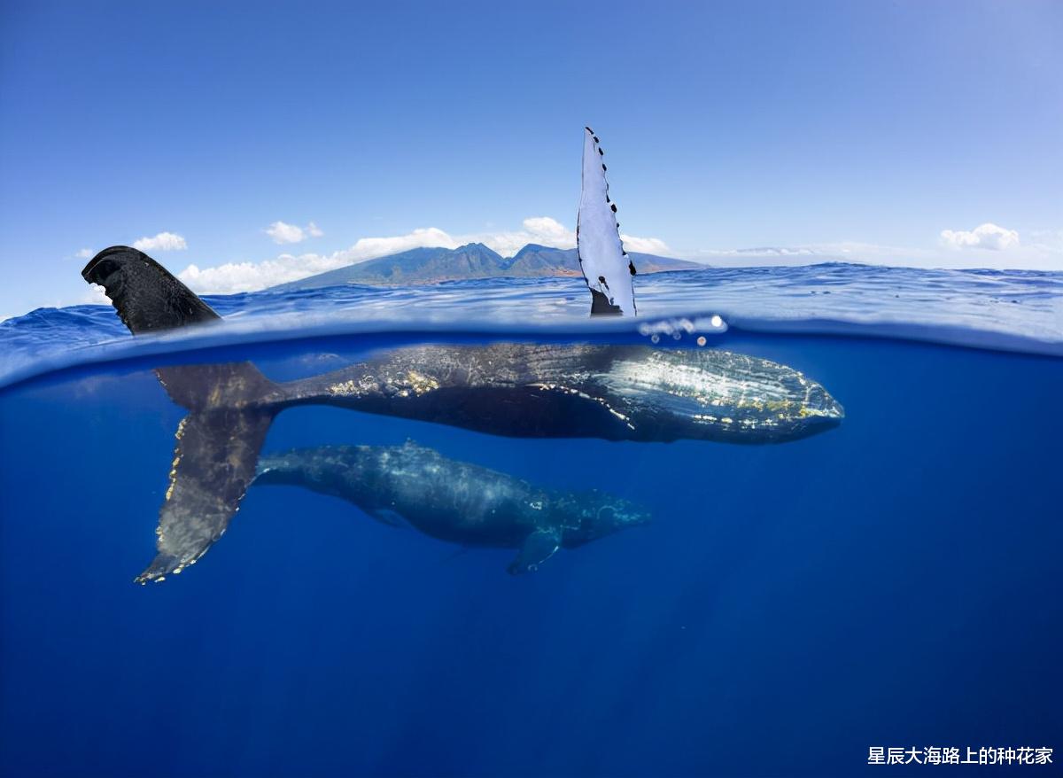 座头鲸|2019年，一头座头鲸出现在亚马逊雨林中，生物学家百思不得其解！