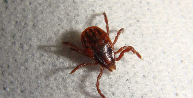  七八十年代，我们身上几乎都有虱子，为何后来忽然消失不见了？