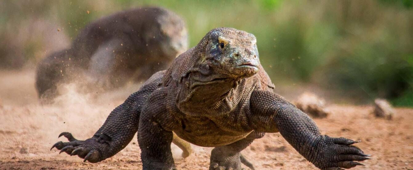  被“神话”的科莫多巨蜥：现存最大的蜥蜴，其真正实力到底如何？
