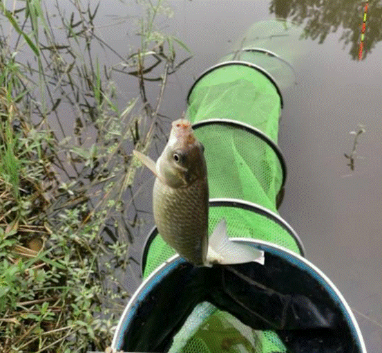 饵料|冬季钓鲫鱼你真的行吗?迟来的技巧,上来的都是大板鲫!