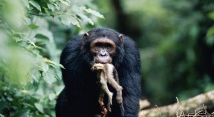 黑猩猩 黑猩猩在进化？一群黑猩猩在密谋攻击大猩猩，其中一只被生吞活剥