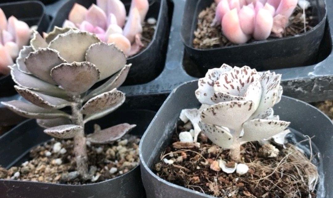 园艺印象|多肉白雀扇常被叫做“雀扇水泡”,其实它与落地生根是一家
