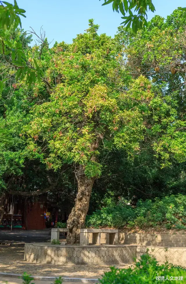 水果|中国水果地理:咬一口,能吃的夏天