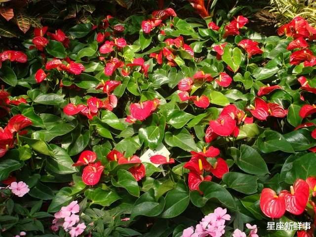 天蝎座|七月接好运,职场得意的前5名星座,努力终有回报