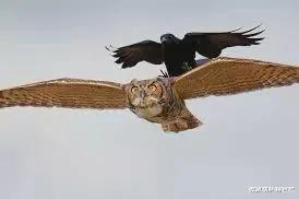 刘慈欣 逗猫狗、戏老鹰,智商占领高地,如果没有人类,乌鸦将成为主宰?