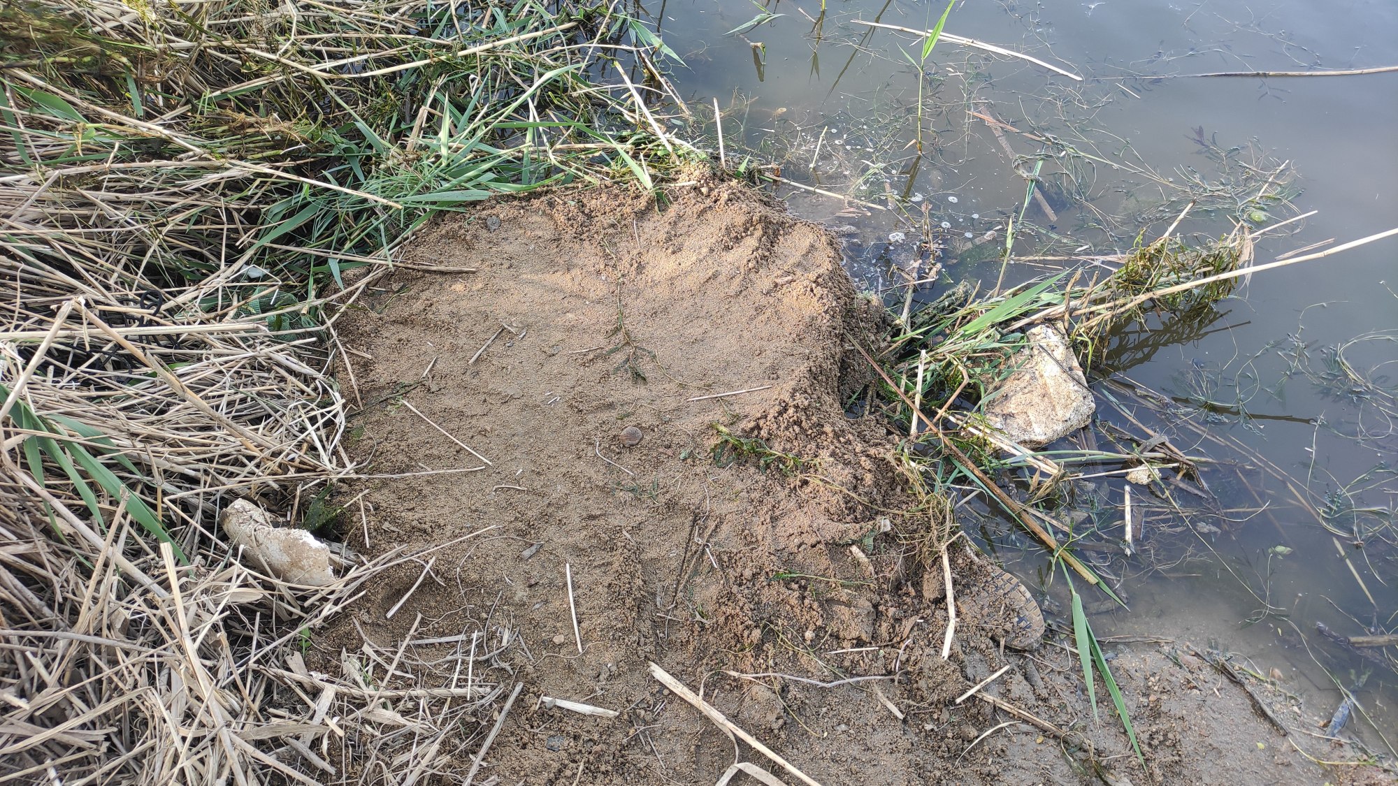 饵料|秋季白天鲫鱼难钓？四十年钓龄老师傅一招搞定，每次都钓一大盆！