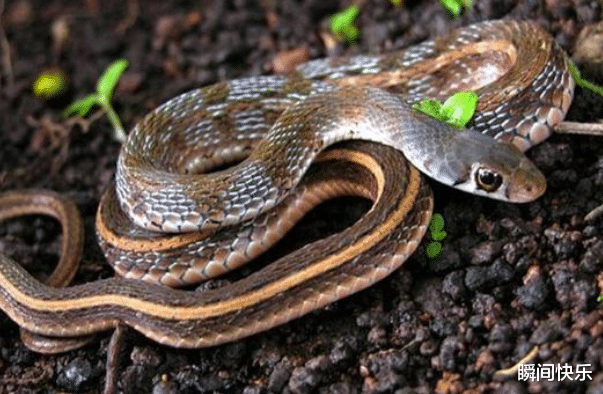 运势|一家人有哪些生肖，7月下旬会好运照拂，福自天降，事业运势如虹