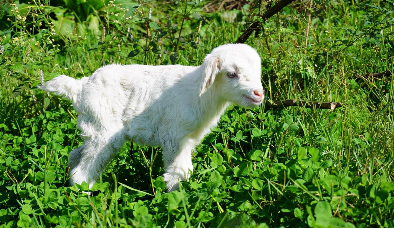  人类婴儿为了活下来，策划了一场“阴谋”，正在悄悄利用人类