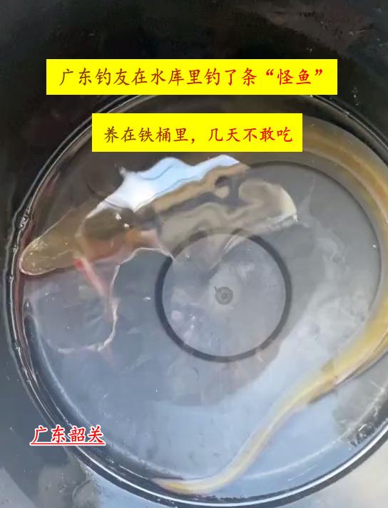 广东省|广东男子钓了条“溪鳗”，养了几天都不敢吃，男子：开始以为是蛇