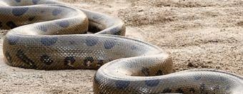 蟒蛇 被蟒蛇缠绕，还有机会存活吗？科学家用生命进行实验，结果如何