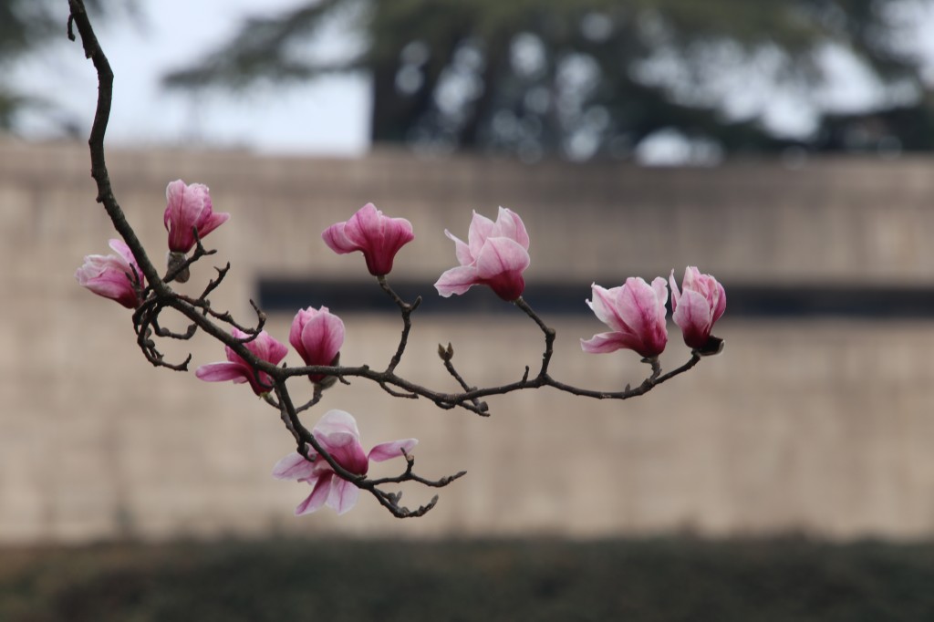 行走江苏 南京连日春暖 雨花台宝华玉兰绽放