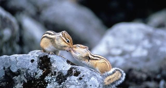 航天员 “一夫一妻”的动物，如果一方死了，它们能经受住交配的诱惑吗？