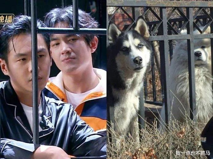 张若昀|娱乐圈真夫妻，怕是只剩这对了