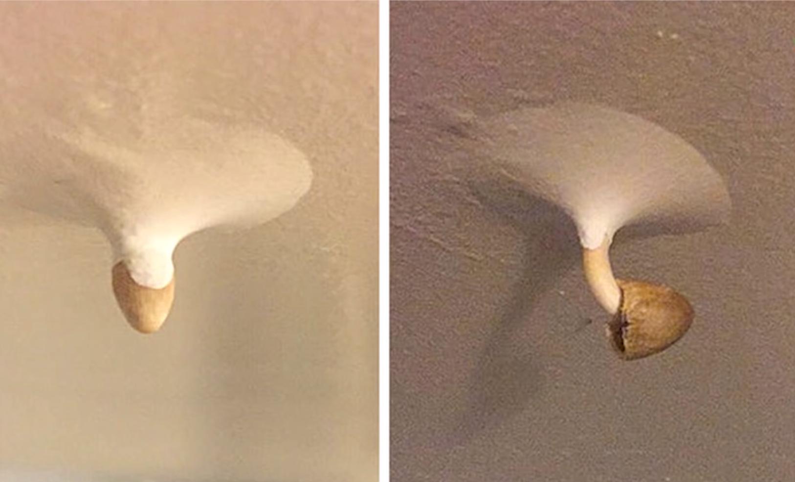  25张罕见的照片，证明世界充满了奇迹