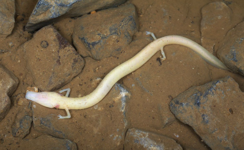 考拉|世界上“最懒的动物”：12年交配一次，可7年不吃不喝不运动