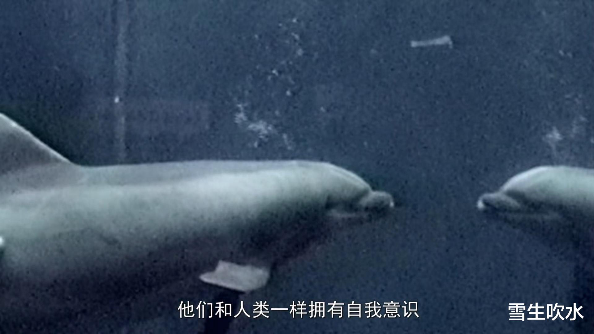 转基因 揭露海豚消失的秘密，呼吁人类保护海洋拯救海豚