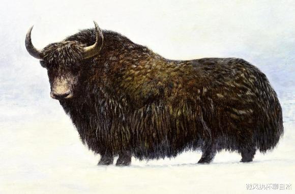 微风执杯聊自然|牦牛有野生的吗?能斗狼熊,求偶竞争激烈,失败者诱拐家牦牛野化