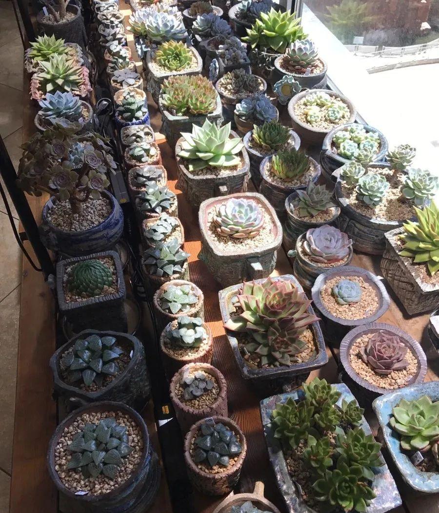 种上阳台|小姑娘说她人生50%的快乐是吃肉，另外50%的快乐是种多肉！