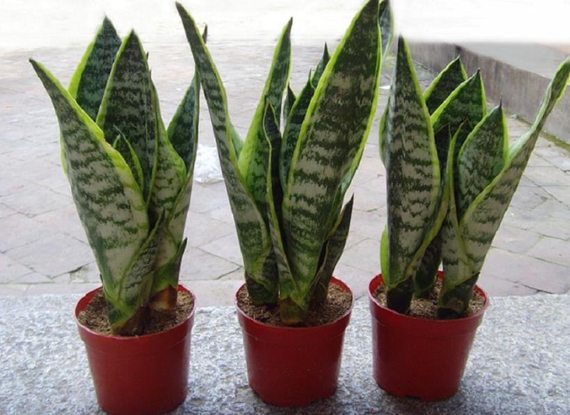 刚装修的新房子，摆上5盆漂亮花，杀菌消毒净化空气，值得拥有